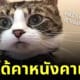 แมวพยายามใส่รหัสเข้าคอมเจ้าของ