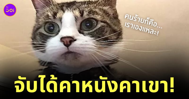 แมวพยายามใส่รหัสเข้าคอมเจ้าของ