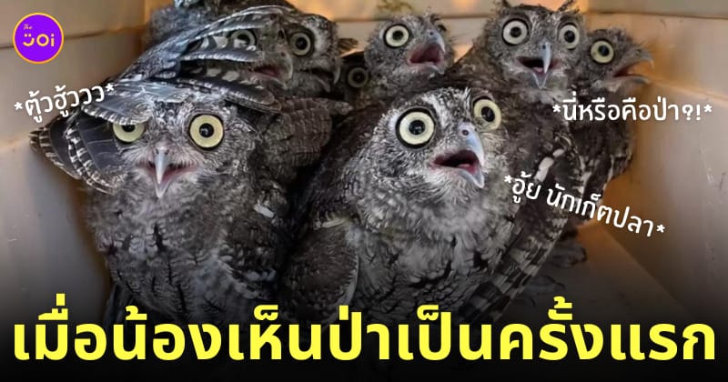 รีแอคชั่น นกฮูกกลับสู่ป่าครั้งแรก