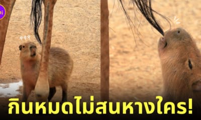 คาปิบาร่า หมามะพร้าว กินหางยีราฟ