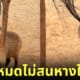 คาปิบาร่า หมามะพร้าว กินหางยีราฟ