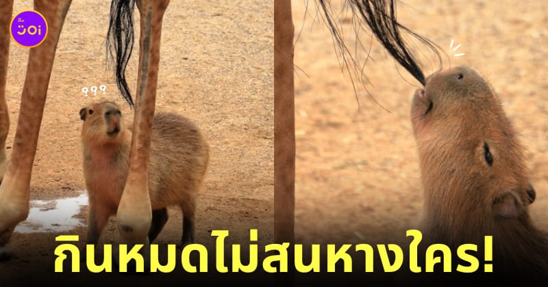 คาปิบาร่า หมามะพร้าว กินหางยีราฟ