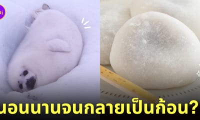 แมวน้ำเด็ก ก้อนโมจิ