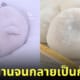 แมวน้ำเด็ก ก้อนโมจิ