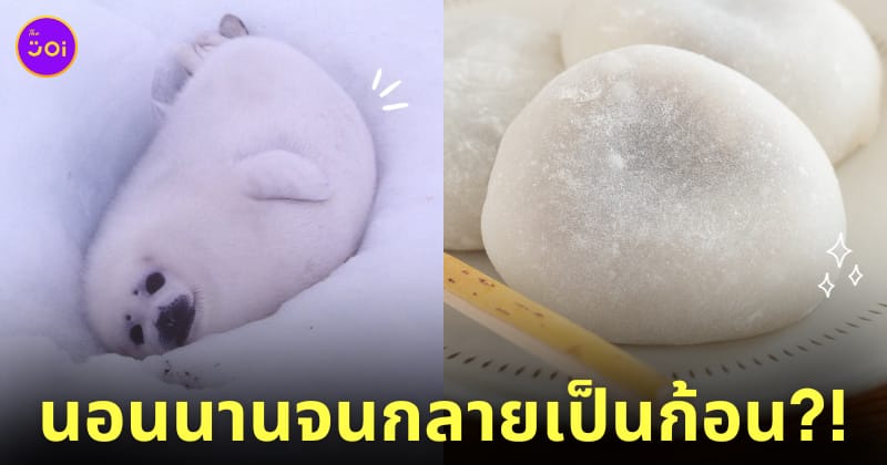 แมวน้ำเด็ก ก้อนโมจิ