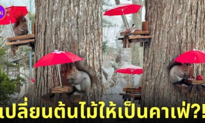 ที่ให้อาหารกระรอกและนก ฟาร์มในฮอกไกโด  ueno farm