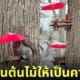 ที่ให้อาหารกระรอกและนก ฟาร์มในฮอกไกโด  ueno farm