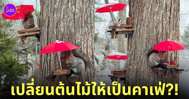 ที่ให้อาหารกระรอกและนก ฟาร์มในฮอกไกโด  ueno farm