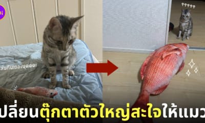 แมวชอบคาบตุ๊กตาปลาแดงมาปลุกทาสแต่เช้า