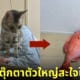 แมวชอบคาบตุ๊กตาปลาแดงมาปลุกทาสแต่เช้า