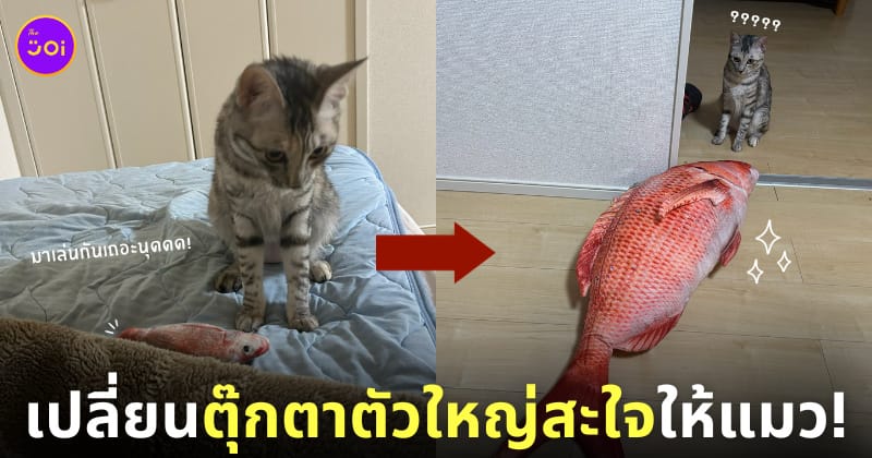 แมวชอบคาบตุ๊กตาปลาแดงมาปลุกทาสแต่เช้า