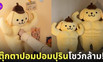 ตุ๊กตาปอมปอมปุริน มีกล้าม Sanrio