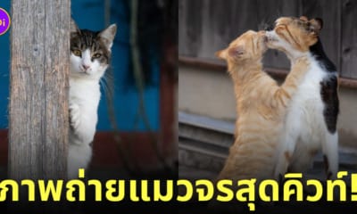 ภาพแมวจรจัด ช่างภาพชาวญี่ปุ่น Masayuki Oki