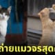 ภาพแมวจรจัด ช่างภาพชาวญี่ปุ่น Masayuki Oki