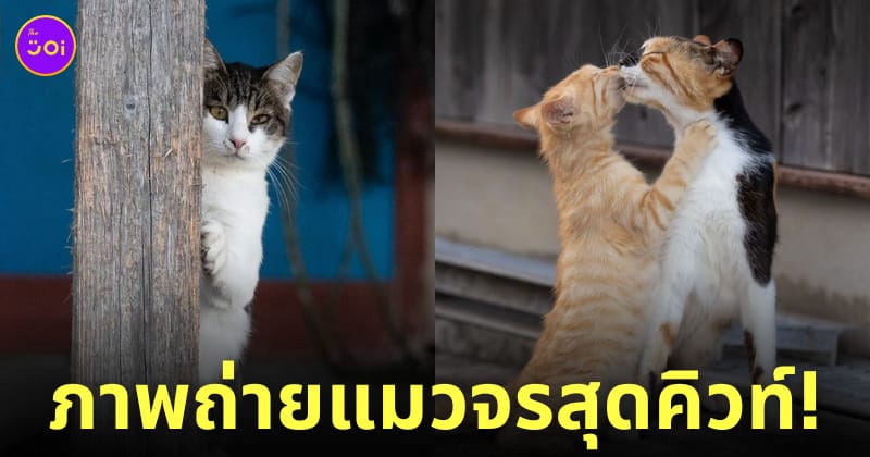 ภาพแมวจรจัด ช่างภาพชาวญี่ปุ่น Masayuki Oki