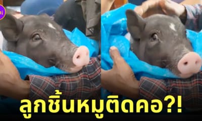 คลิป หมูแคระ กินลูกชิ้นหมู ติดคอ TikTok