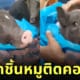 คลิป หมูแคระ กินลูกชิ้นหมู ติดคอ TikTok