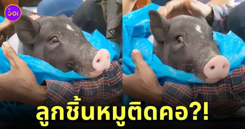 คลิป หมูแคระ กินลูกชิ้นหมู ติดคอ TikTok