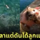 คลิปยูทูบเบอร์ชาวญี่ปุ่น ตกปลา ช่วยลูกแมวตกน้ำ