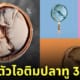 ไอติมปลาทู งานเทศกาลกินปลาทูแม่กลอง สมุทรสงคราม