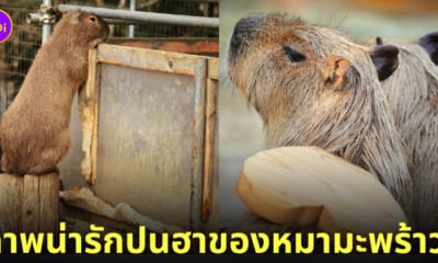 คาปิบารา Capybara หมามะพร้าว กะปิปลาร้า