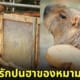 คาปิบารา Capybara หมามะพร้าว กะปิปลาร้า