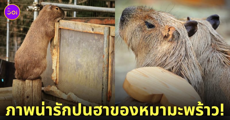 คาปิบารา Capybara หมามะพร้าว กะปิปลาร้า