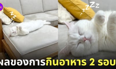 แมวกินอาหารเช้า 2 รอบ นอนนิ่งไม่ขยับไปไหน
