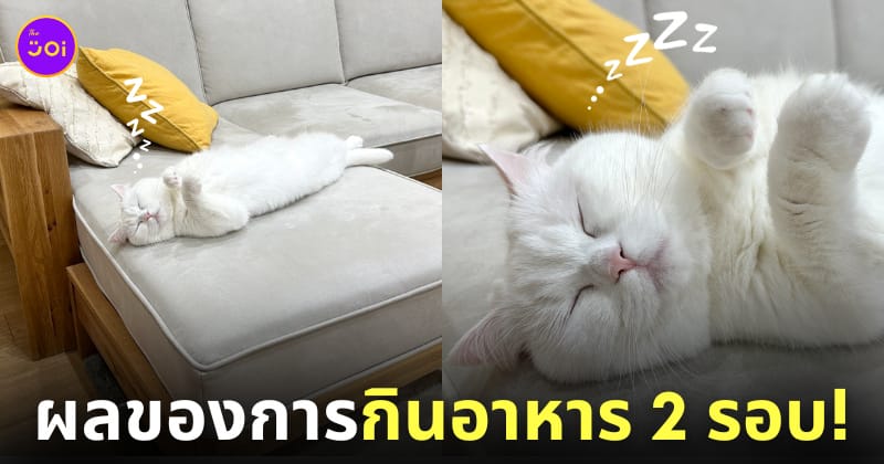 แมวกินอาหารเช้า 2 รอบ นอนนิ่งไม่ขยับไปไหน