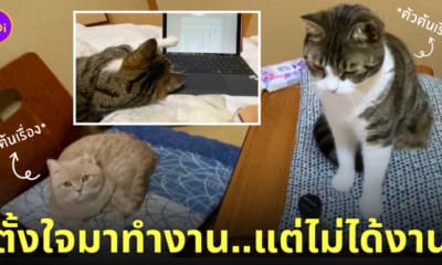 หนุ่มเช่าแมว มีความสุขมาก แต่ทำงานไม่เสร็จ