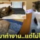 หนุ่มเช่าแมว มีความสุขมาก แต่ทำงานไม่เสร็จ