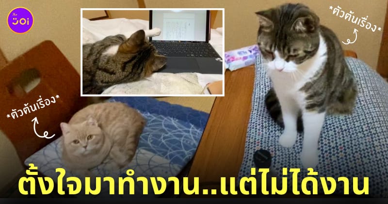 หนุ่มเช่าแมว มีความสุขมาก แต่ทำงานไม่เสร็จ