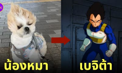 หมาชิสุ เบจิต้า เดินเล่น ลมแรง
