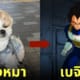 หมาชิสุ เบจิต้า เดินเล่น ลมแรง