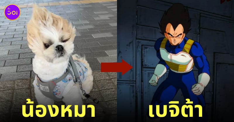หมาชิสุ เบจิต้า เดินเล่น ลมแรง
