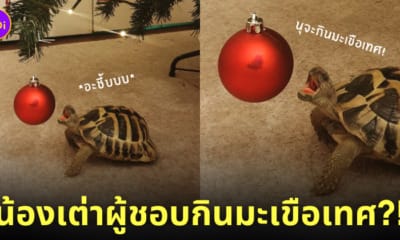 โยดาผู้ชอบกินมะเขือเทศ