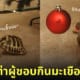 โยดาผู้ชอบกินมะเขือเทศ