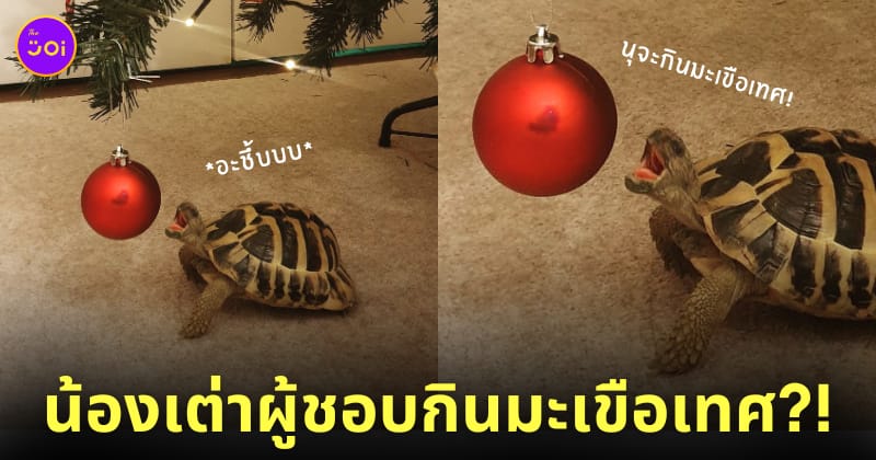 โยดาผู้ชอบกินมะเขือเทศ
