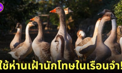 บราซิลใช้ห่านเฝ้านักโทษในเรือนจำ