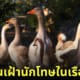 บราซิลใช้ห่านเฝ้านักโทษในเรือนจำ