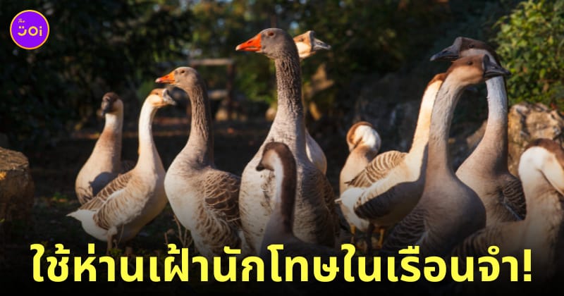 บราซิลใช้ห่านเฝ้านักโทษในเรือนจำ