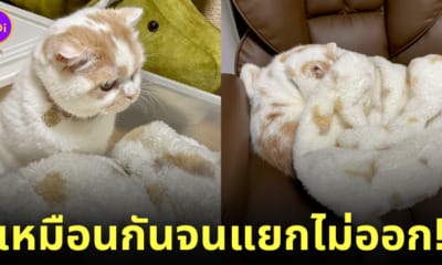 แมวญี่ปุ่น สก็อตติชโฟลด์ ผ้าขนหนู