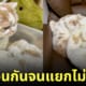 แมวญี่ปุ่น สก็อตติชโฟลด์ ผ้าขนหนู