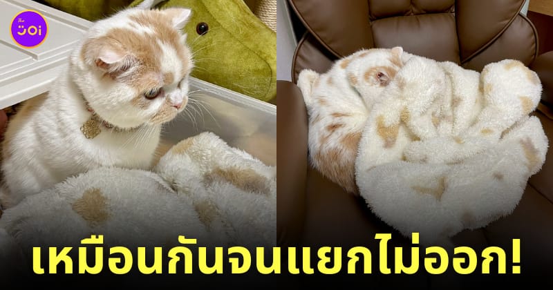 แมวญี่ปุ่น สก็อตติชโฟลด์ ผ้าขนหนู