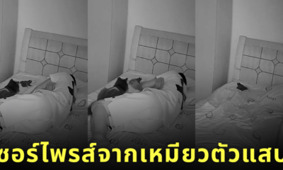 คลิปทาสแมวจับคางคก
