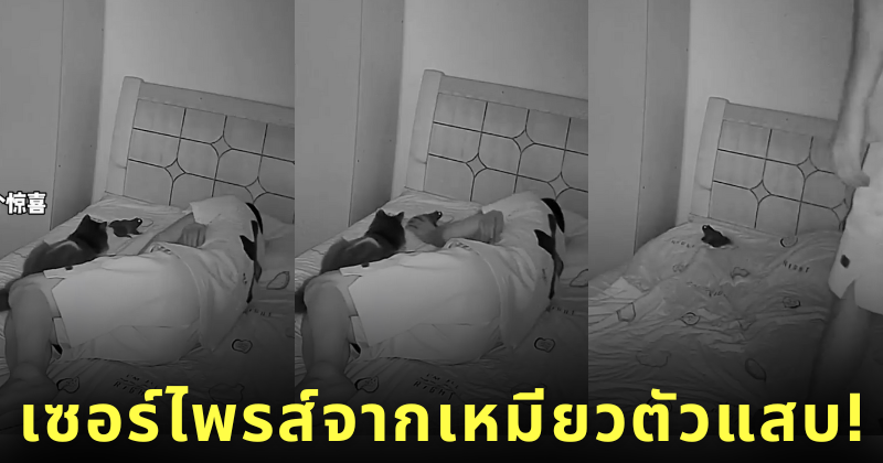 คลิปทาสแมวจับคางคก