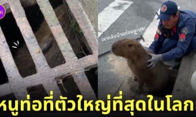หมามะพร้าว คาปิบาร่าติดท่อ หนูท่อที่ใหญ่ที่สุดในโลก