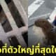 หมามะพร้าว คาปิบาร่าติดท่อ หนูท่อที่ใหญ่ที่สุดในโลก