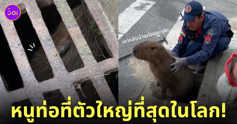 หมามะพร้าว คาปิบาร่าติดท่อ หนูท่อที่ใหญ่ที่สุดในโลก