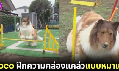 toco ฝึกความคล่องแคล่วแบบหมาแท้